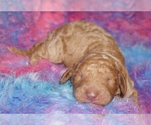 Labradoodle Puppy for sale in LA HABRA, CA, USA