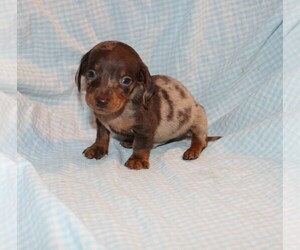 Dachshund Puppy for sale in BLOOMINGTON, IN, USA