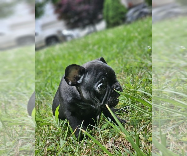 Medium Photo #9 French Bulldog Puppy For Sale in VERSAILLES, IN, USA