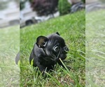 Small #8 French Bulldog