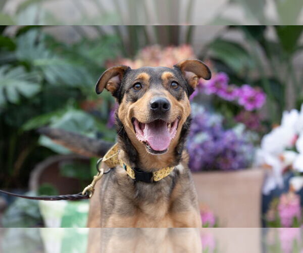 Medium Photo #3 Mutt Puppy For Sale in Brooklyn Center, MN, USA