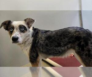 Australian Shepherd-Unknown Mix Dogs for adoption in West Valley, UT, USA