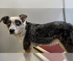 Small Australian Shepherd Mix