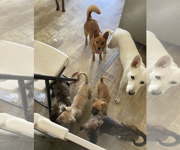 Medium Photo #9 Mutt Puppy For Sale in San Diego, CA, USA