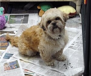 Shih Tzu-Unknown Mix Dogs for adoption in Mukwonago, WI, USA