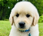 Small Photo #24 Golden Retriever Puppy For Sale in AMITY, AR, USA