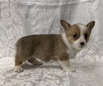 Small #2 Pembroke Welsh Corgi