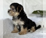 Small #4 Morkie