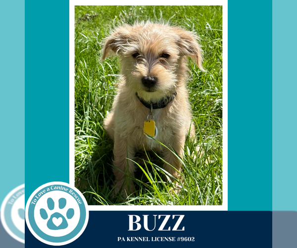 Medium Photo #4 Mutt Puppy For Sale in Kimberton, PA, USA