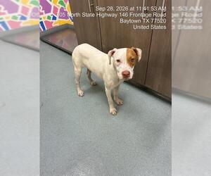 Boxer-Unknown Mix Dogs for adoption in Baytown, TX, USA