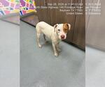 QUARTZ - Female Boxer-Unknown Mix Dog for Adoption - Small photo