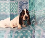Small Photo #3 Basset Hound Puppy For Sale in LANCASTER, PA, USA