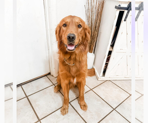 Father of the Golden Retriever puppies born on 09/06/2026