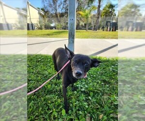 Chihuahua-Unknown Mix Dogs for adoption in Vero Beach, FL, USA