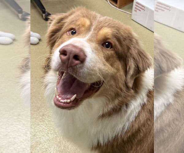 Medium Photo #2 Australian Shepherd Puppy For Sale in Petaluma, CA, USA