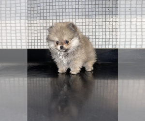Pomeranian Puppy for sale in HAYWARD, CA, USA