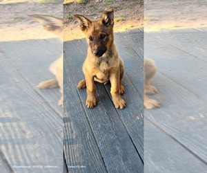 Belgian Malinois-Border Collie Mix Puppy for sale in EAST HARTFORD, CT, USA
