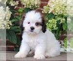 Small Photo #1 Cava-Tzu Puppy For Sale in GORDONVILLE, PA, USA