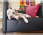 Small #3 American Pit Bull Terrier Mix