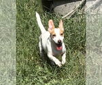 Small #1 Jack Russell Terrier Mix