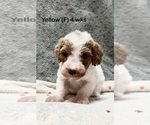 Small #8 Goldendoodle (Miniature)