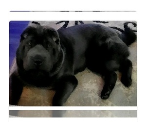Father of the Chinese Shar-Pei puppies born on 01/01/2024