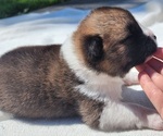 Puppy HUDSON Akita