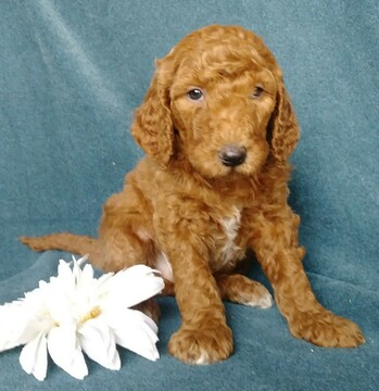 Medium Photo #2 Goldendoodle Puppy For Sale in FREDERICKSBG, OH, USA