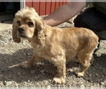 Small Photo #1 Cocker-Pei Puppy For Sale in GOSHEN, IN, USA