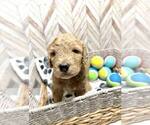 Small Photo #5 Goldendoodle Puppy For Sale in CONWAY, SC, USA