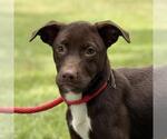 Small Labrador Retriever Mix