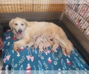 Golden Retriever Litter for sale in DANIELSVILLE, GA, USA