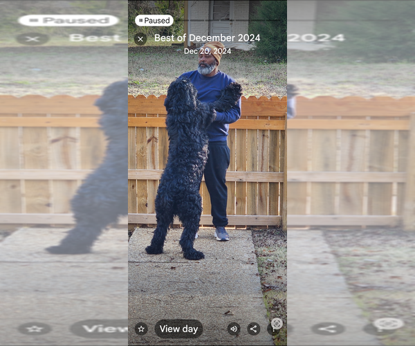 Medium Photo #3 Schnauzer (Giant) Puppy For Sale in DOUGLASVILLE, GA, USA