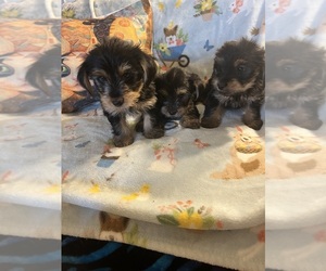 Shorkie Tzu Puppy for sale in LEBANON, OR, USA