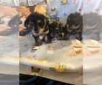 Litter of 16 - Male(s) and Female(s) Shorkie TzuLitter of Puppies for Sale - Small photo