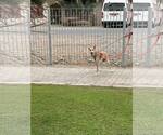 Small #11 Saluki-Whippet Mix