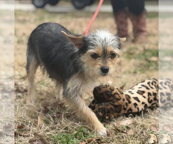 Medium Photo #4 Mutt Puppy For Sale in Yardley, PA, USA