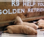 Small Photo #41 Golden Retriever Puppy For Sale in SAINT LOUIS, MO, USA