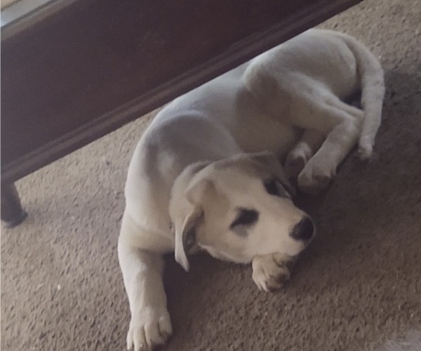 Medium Photo #10 German Shepherd Dog-Great Pyrenees Mix Puppy For Sale in JONESBORO, GA, USA