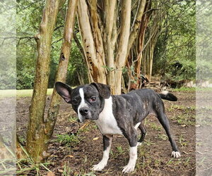 Tess - Female Boston Terrier-Unknown Mix Dog for Adoption - Photo #3