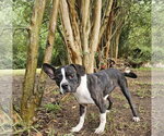 Small Photo #3 Boston Terrier-Unknown Mix Puppy For Sale in Wakefield, RI, USA