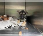 Small German Shepherd Dog