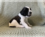 Small #2 Saint Berdoodle