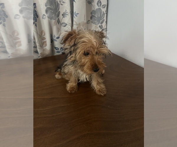 Medium Photo #9 Yorkshire Terrier Puppy For Sale in DURHAM, CT, USA