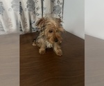 Small Photo #9 Yorkshire Terrier Puppy For Sale in DURHAM, CT, USA