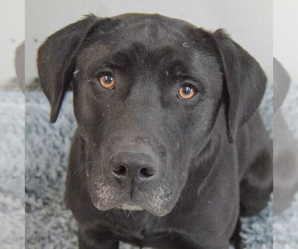 Medium Photo #1 Mutt Puppy For Sale in Huntley, IL, USA