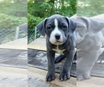 Small Photo #11 American Bully Puppy For Sale in MOTLEY, MN, USA