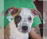 Small #5 American Staffordshire Terrier-Boxer Mix
