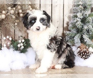 Aussie-Poo Puppy for sale in MOUNT VERNON, OH, USA
