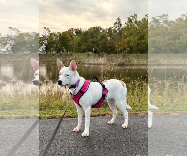 Medium Photo #2 Collie-Unknown Mix Puppy For Sale in New London, WI, USA